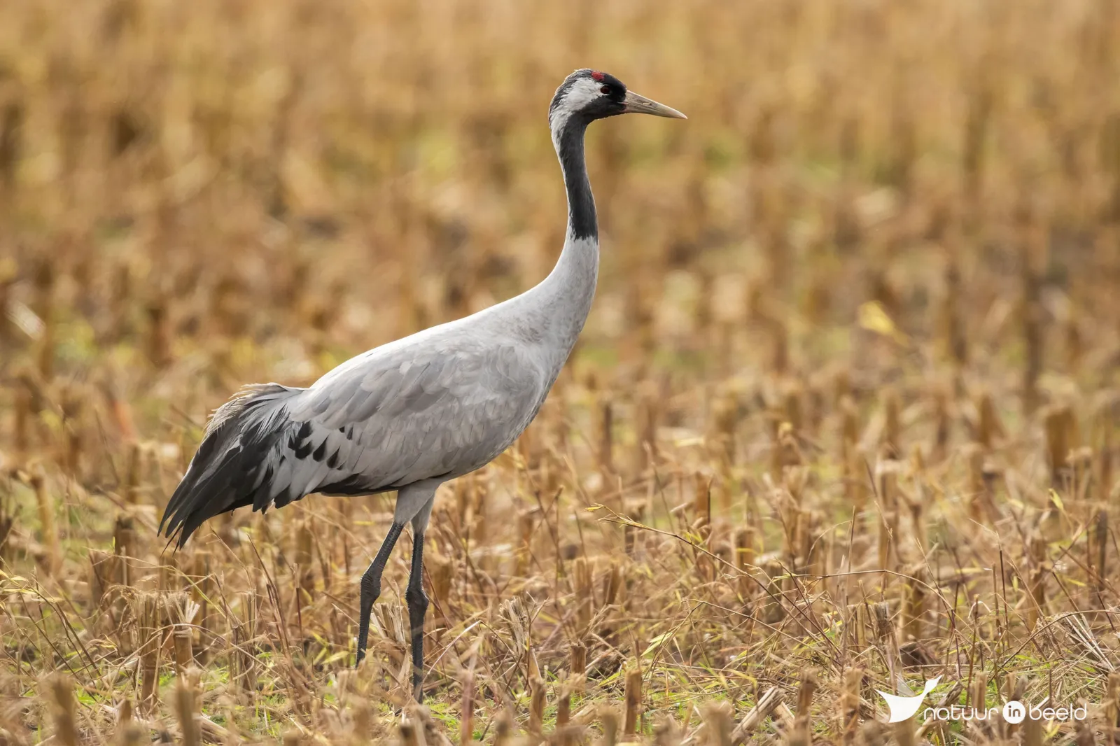 Kraanvogel — natuurfoto van Johan van Beilen