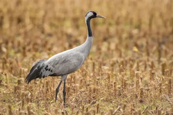 Kraanvogel — natuurfoto van Johan van Beilen