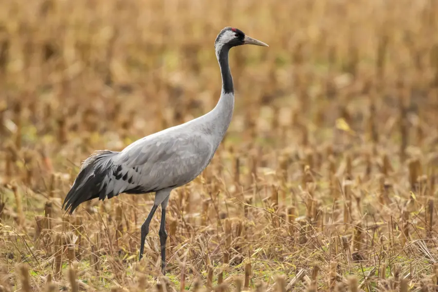 Kraanvogel — natuurfoto van Johan van Beilen