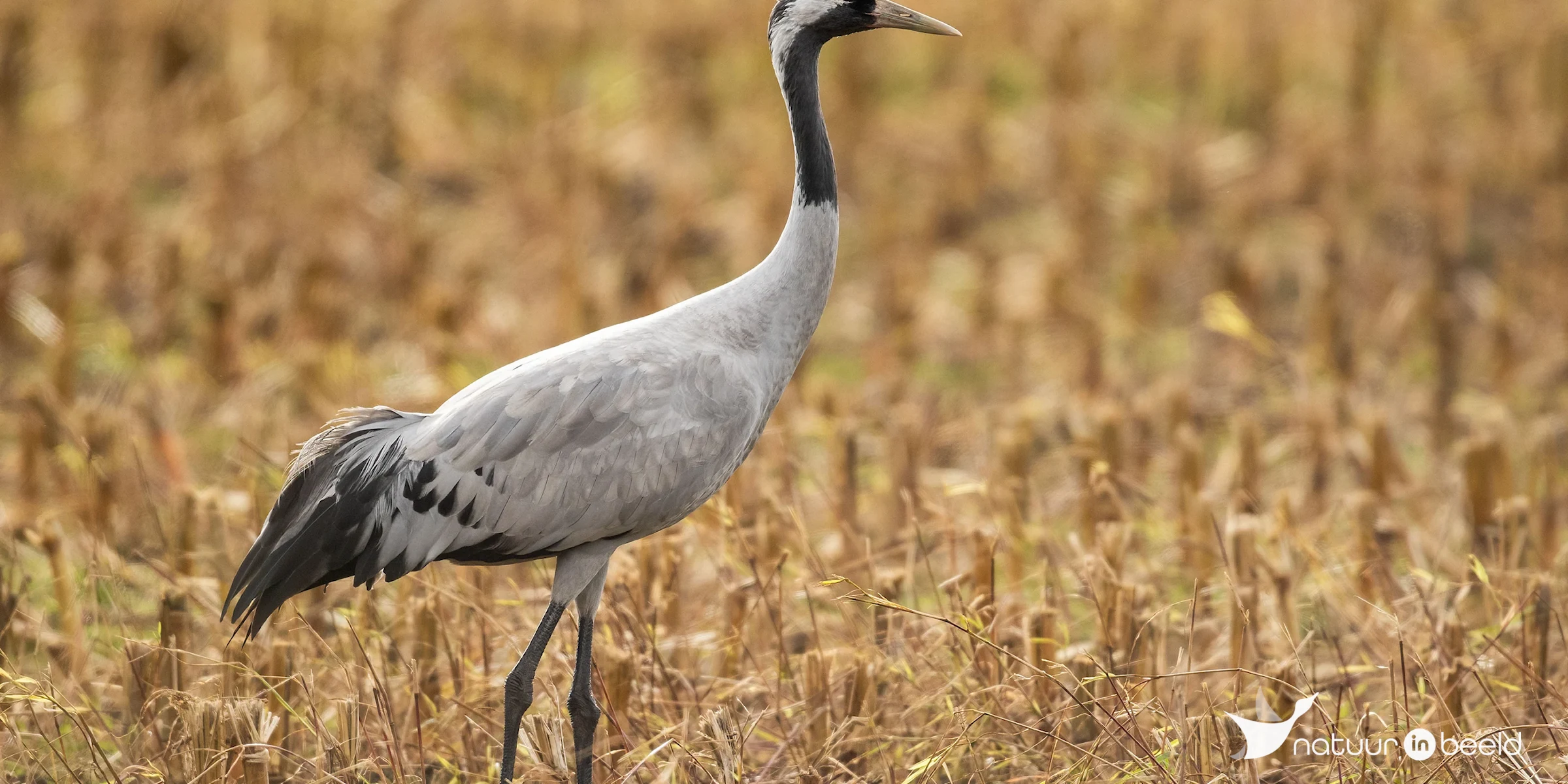 Kraanvogel — natuurfoto van Johan van Beilen