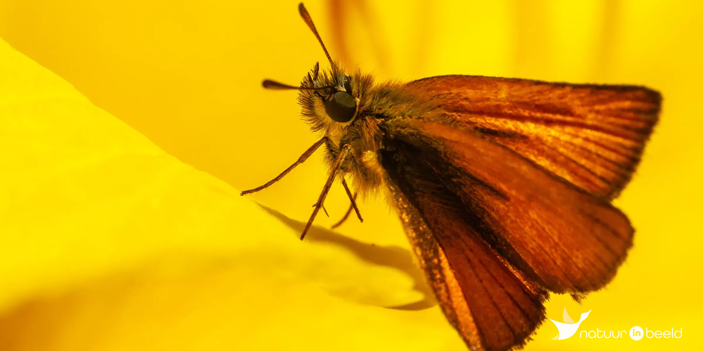 Zwartsprietdikkopje — natuurfoto van Johan van Beilen