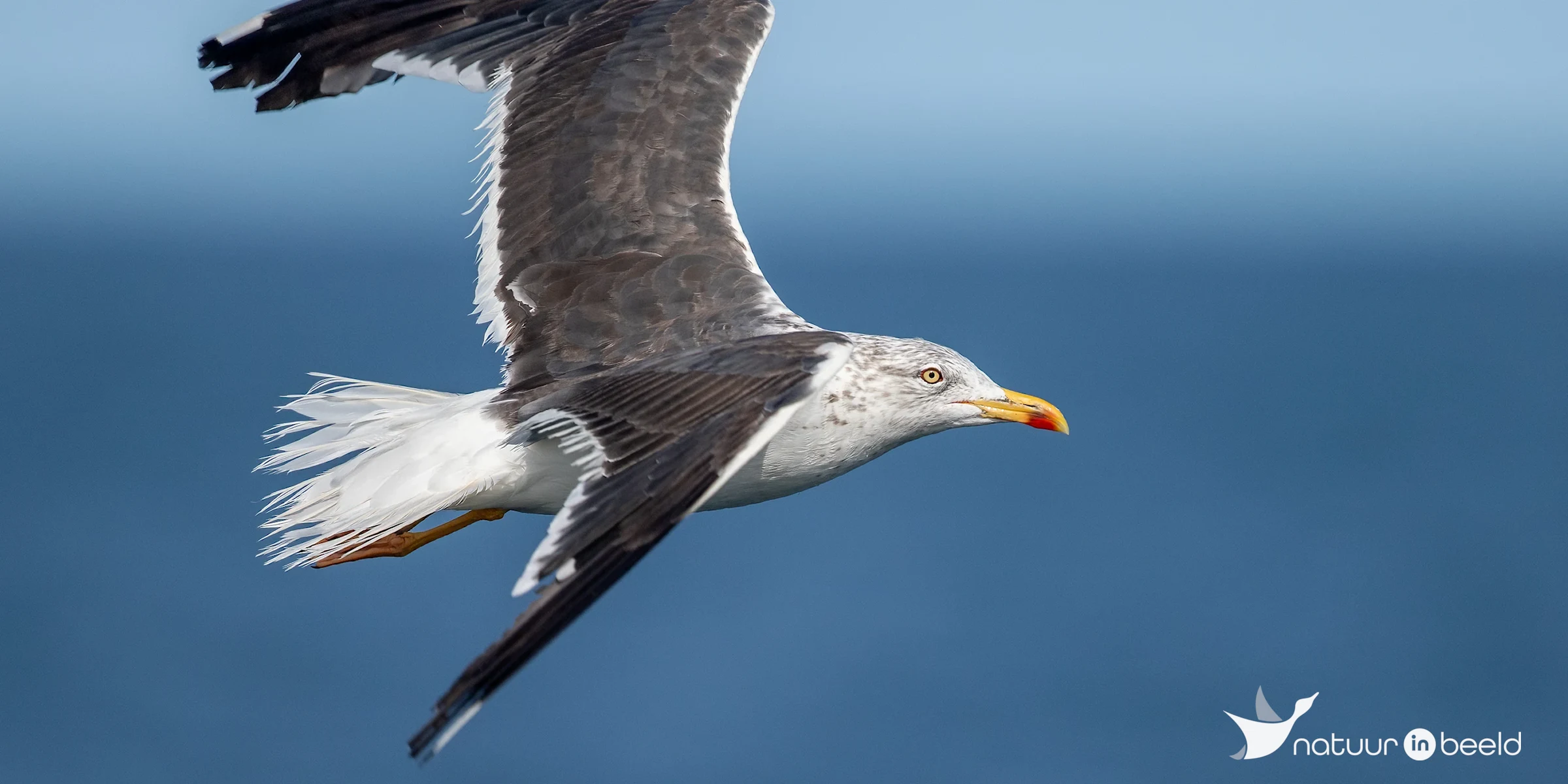 Kleine mantelmeeuw — natuurfoto van Johan van Beilen