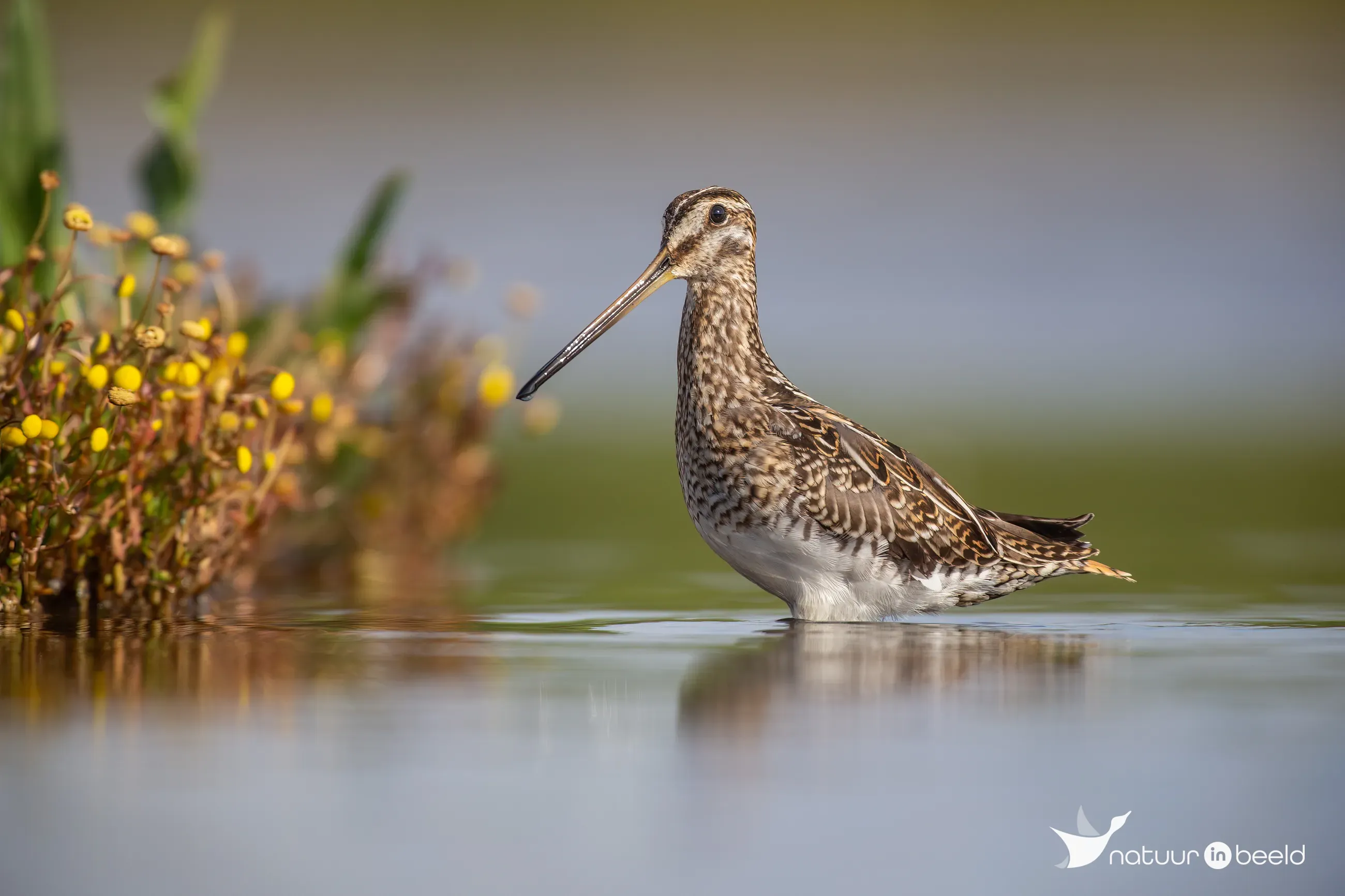 Watersnip — natuurfoto van Johan van Beilen