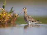 Watersnip