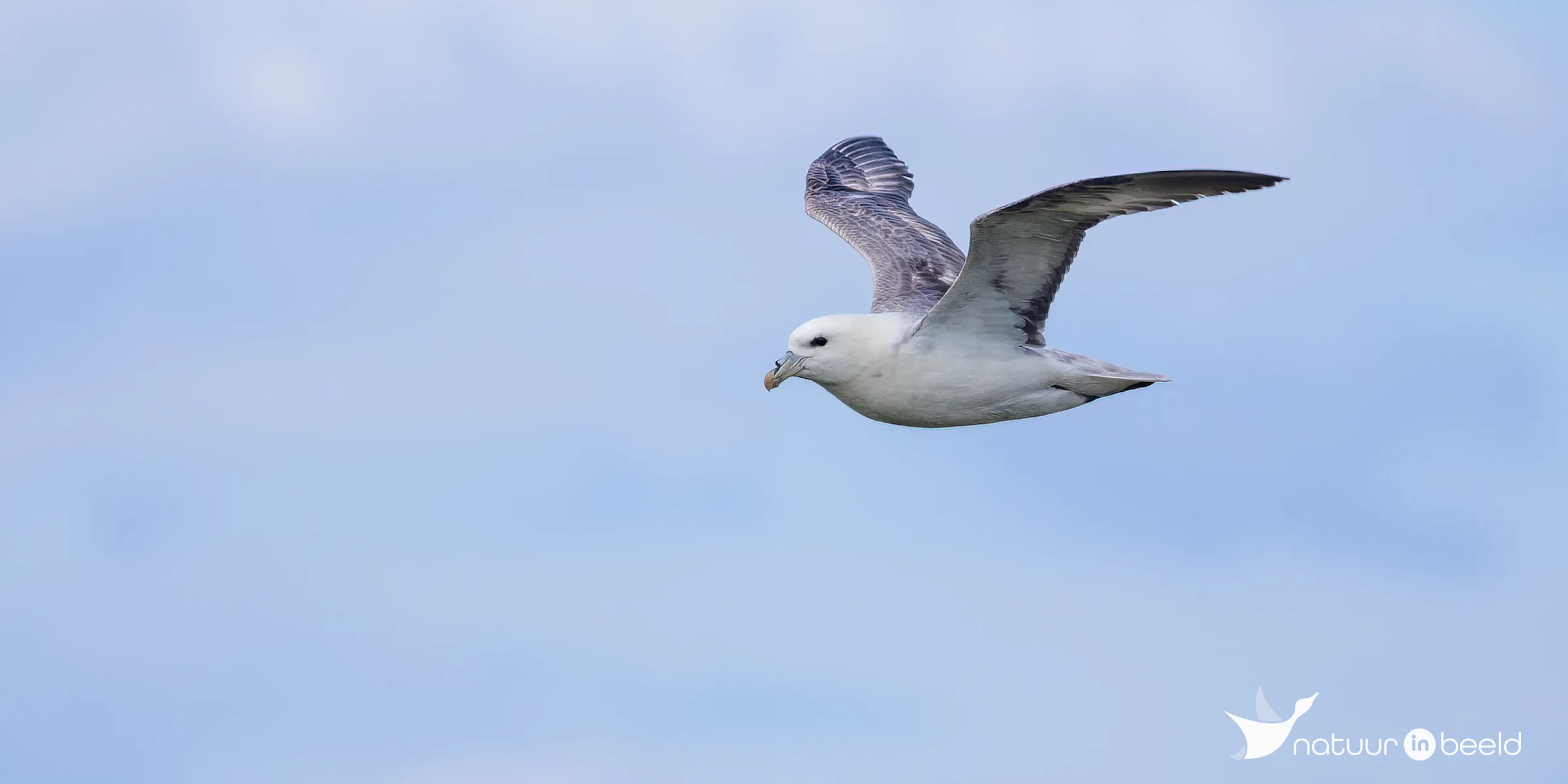 Noordse stormvogel — natuurfoto van Johan van Beilen