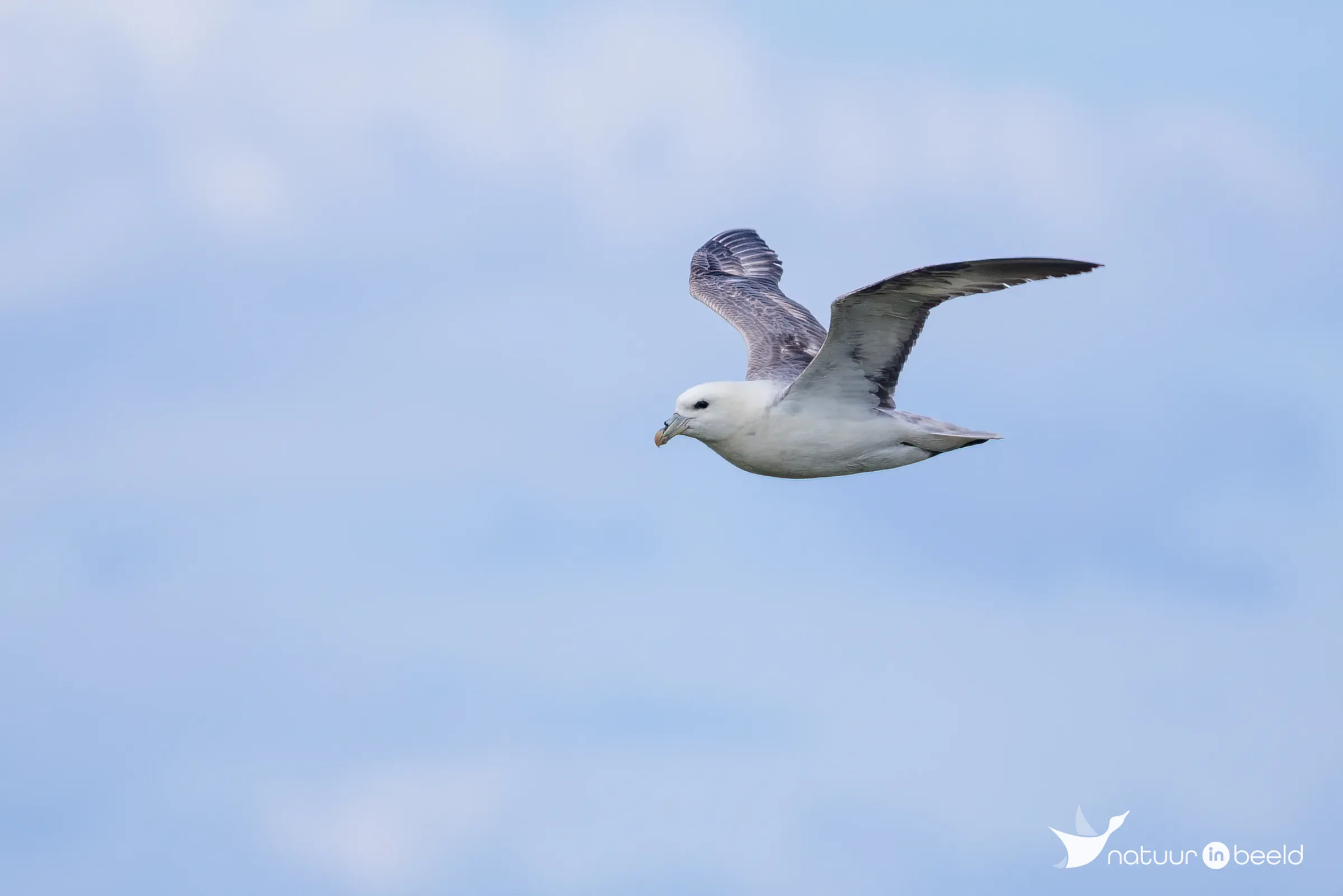Noordse stormvogel — natuurfoto van Johan van Beilen