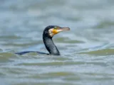 Aalscholver