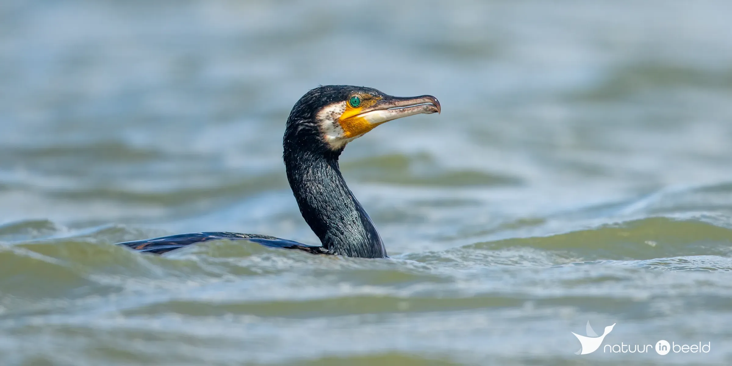 Aalscholver — natuurfoto van Johan van Beilen