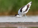 Kluut