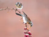Kramsvogel