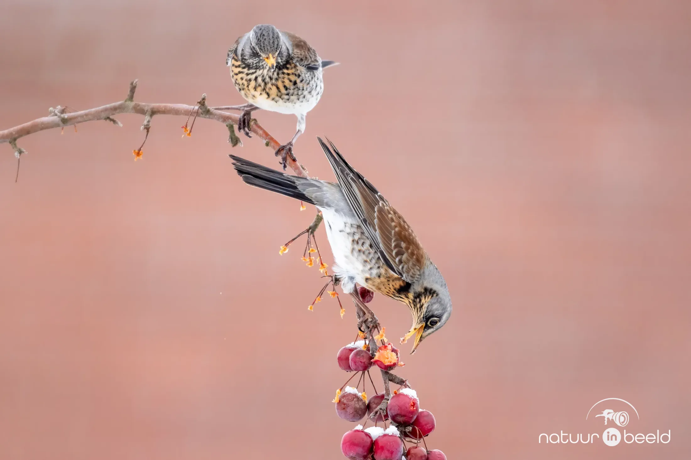 Kramsvogel