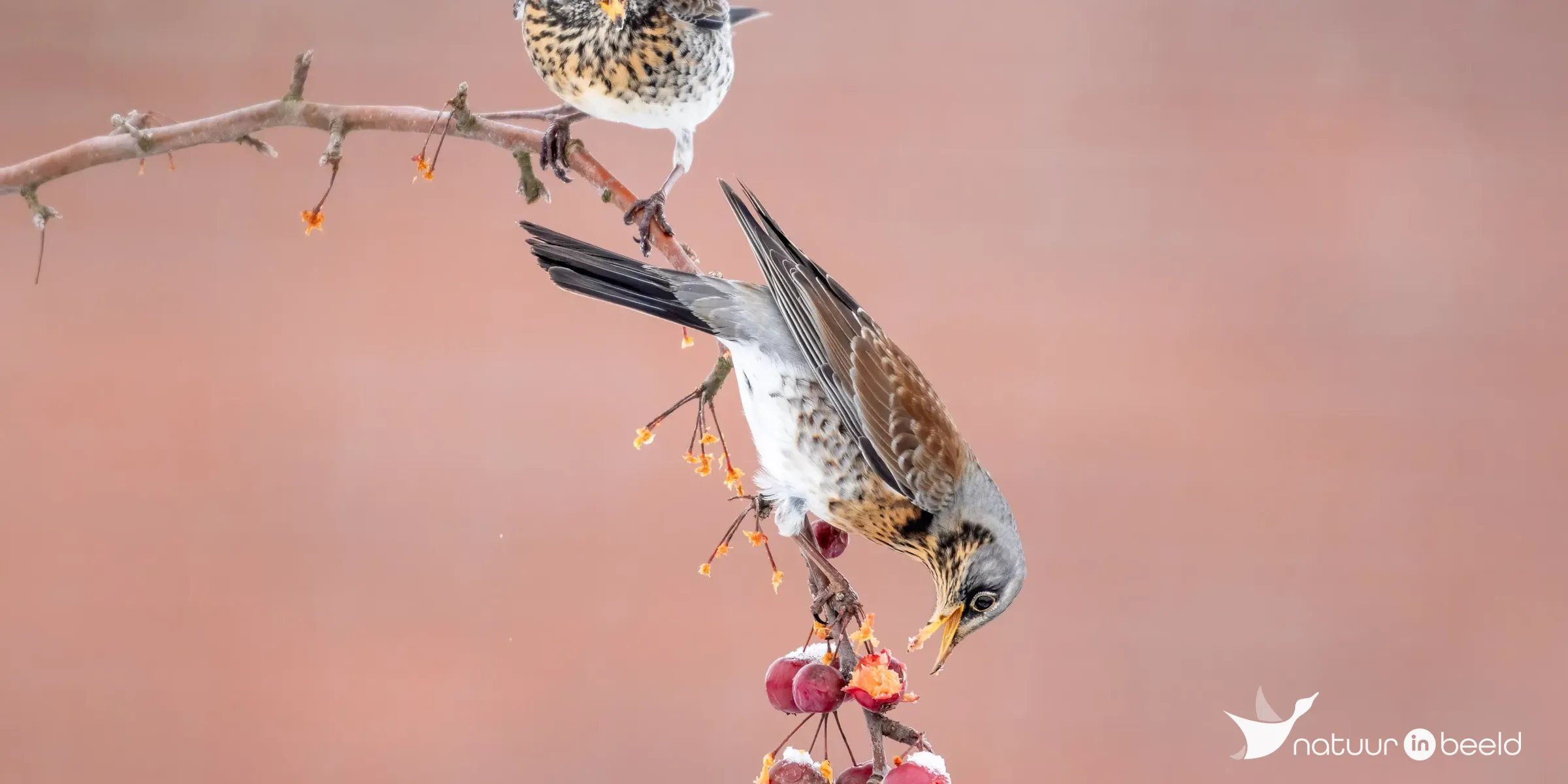 Kramsvogel — natuurfoto van Johan van Beilen