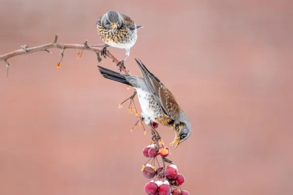 Kramsvogel