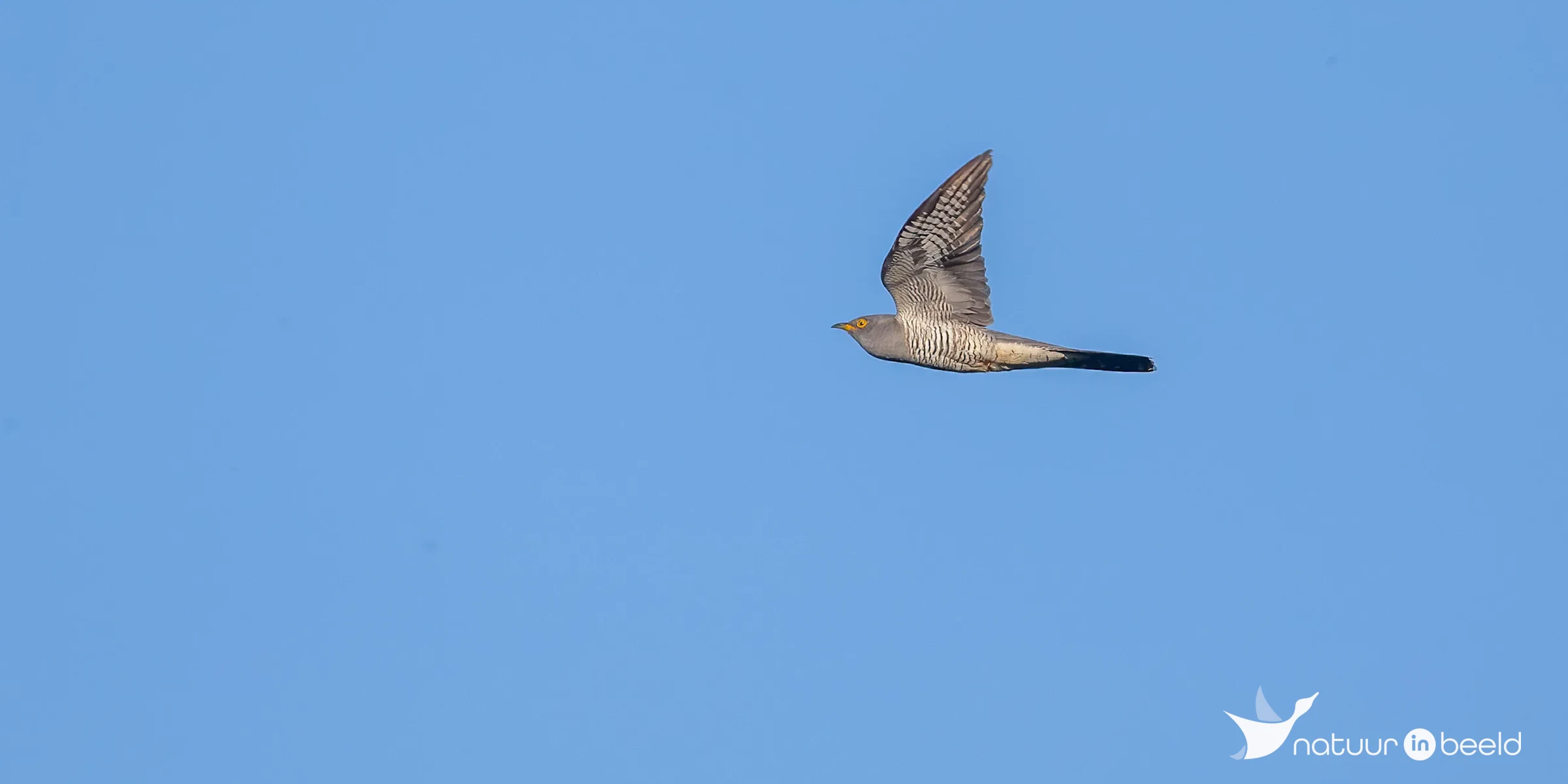 Koekoek — natuurfoto van Johan van Beilen