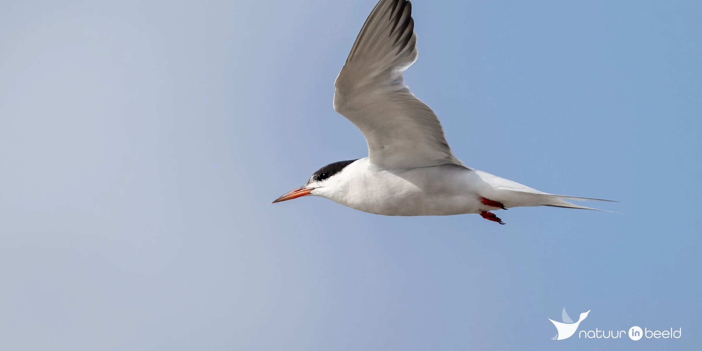 Visdief — natuurfoto van Johan van Beilen
