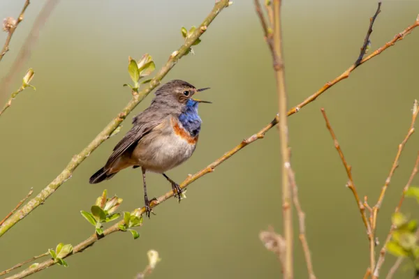 Blauwborst