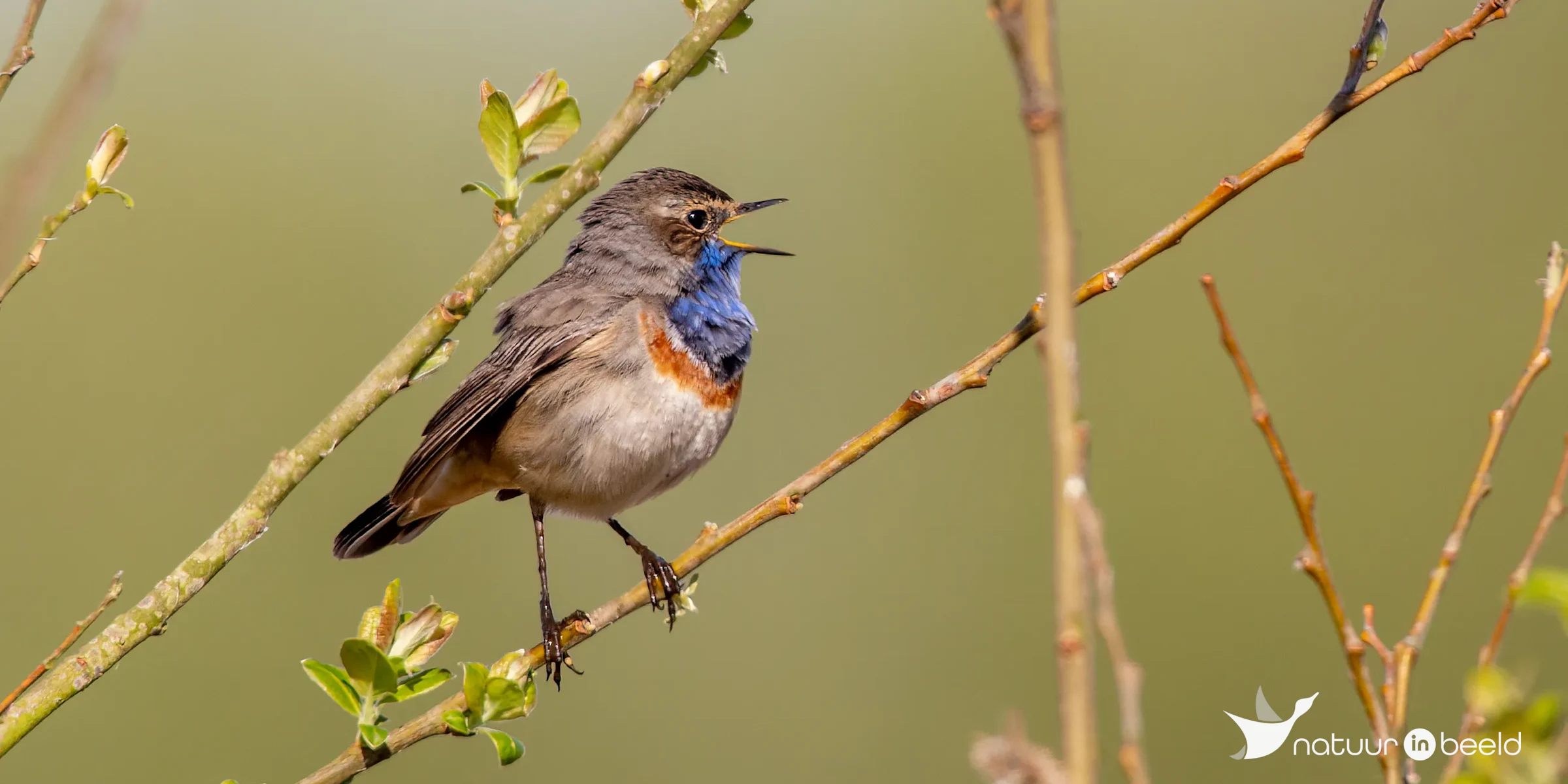 Blauwborst — natuurfoto van Johan van Beilen
