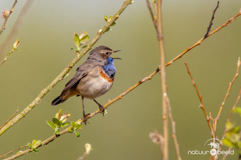 Blauwborst