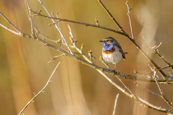 Blauwborst