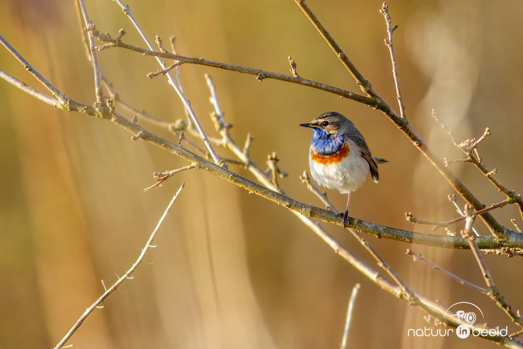 Blauwborst