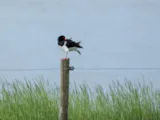 Scholekster