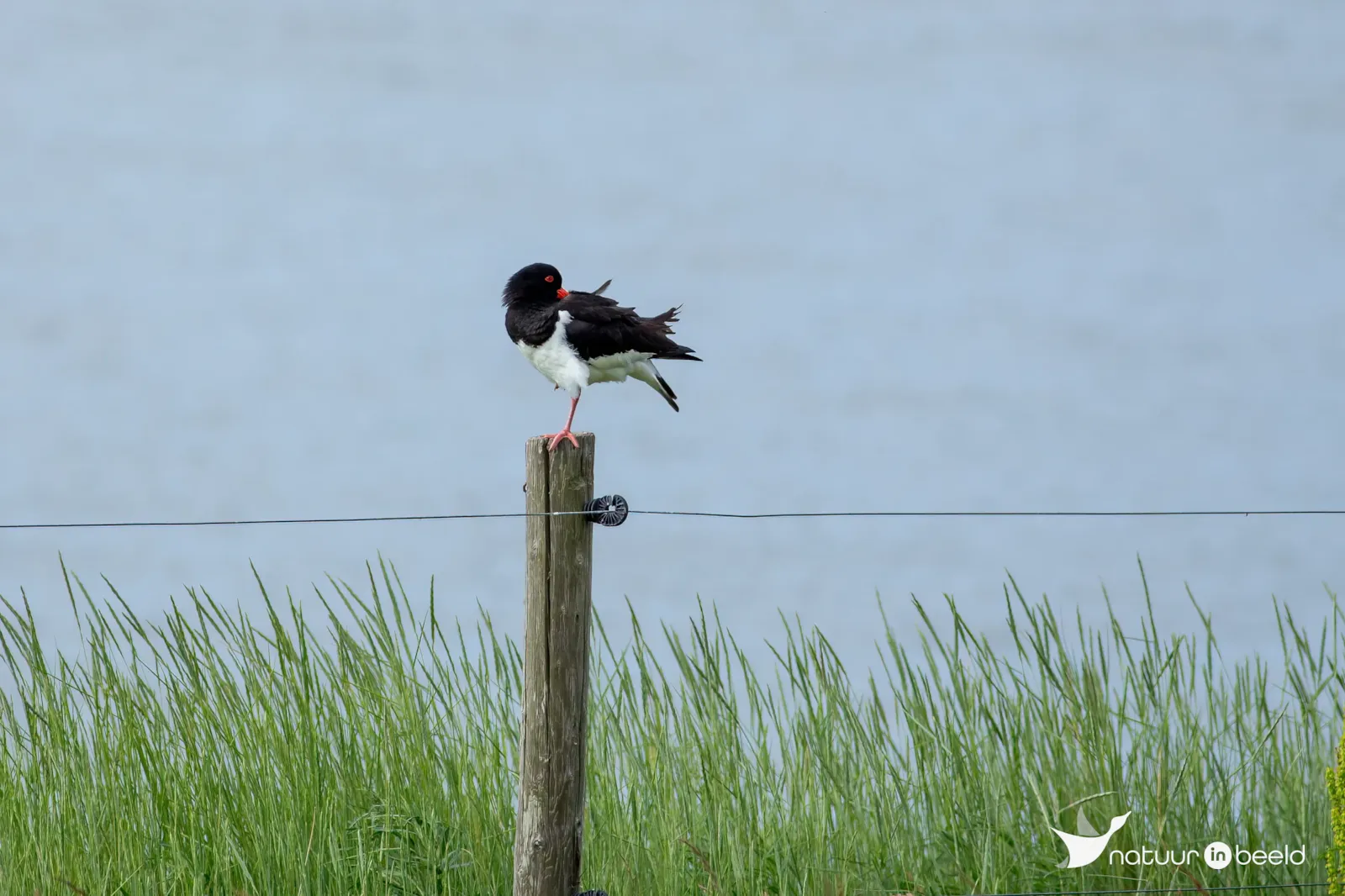 Scholekster op paal