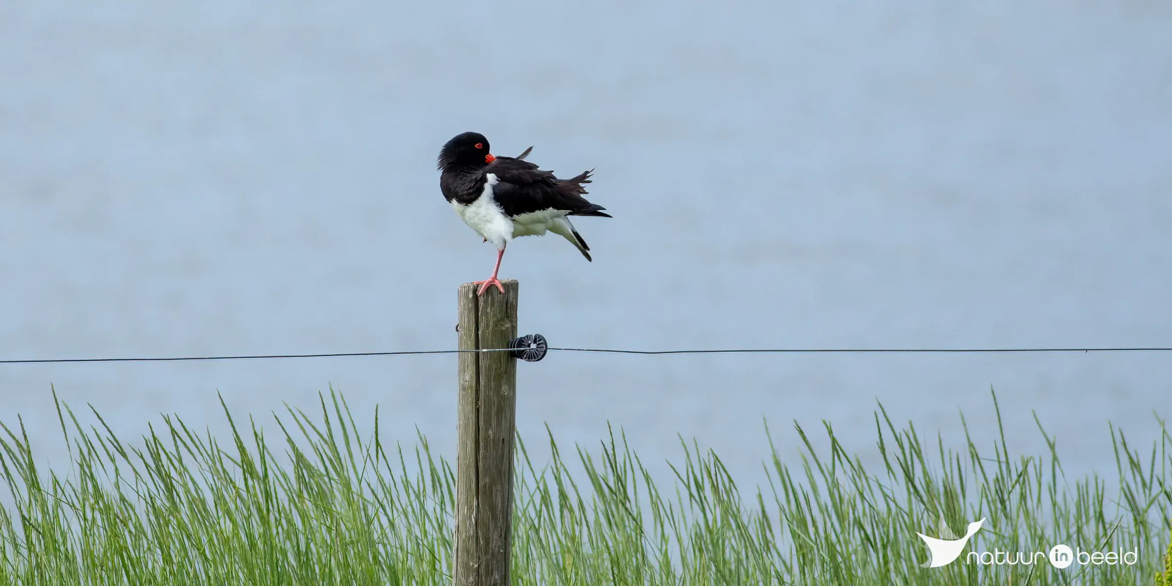 Scholekster op paal — natuurfoto van Johan van Beilen