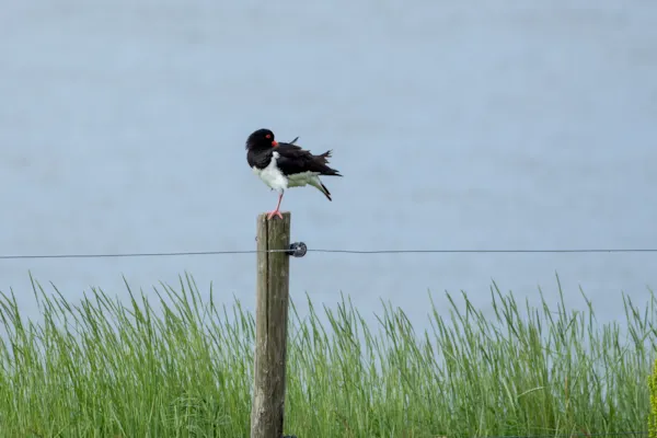 Scholekster op paal