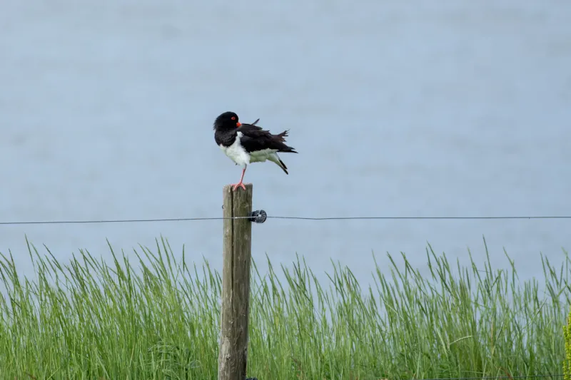 Scholekster op paal