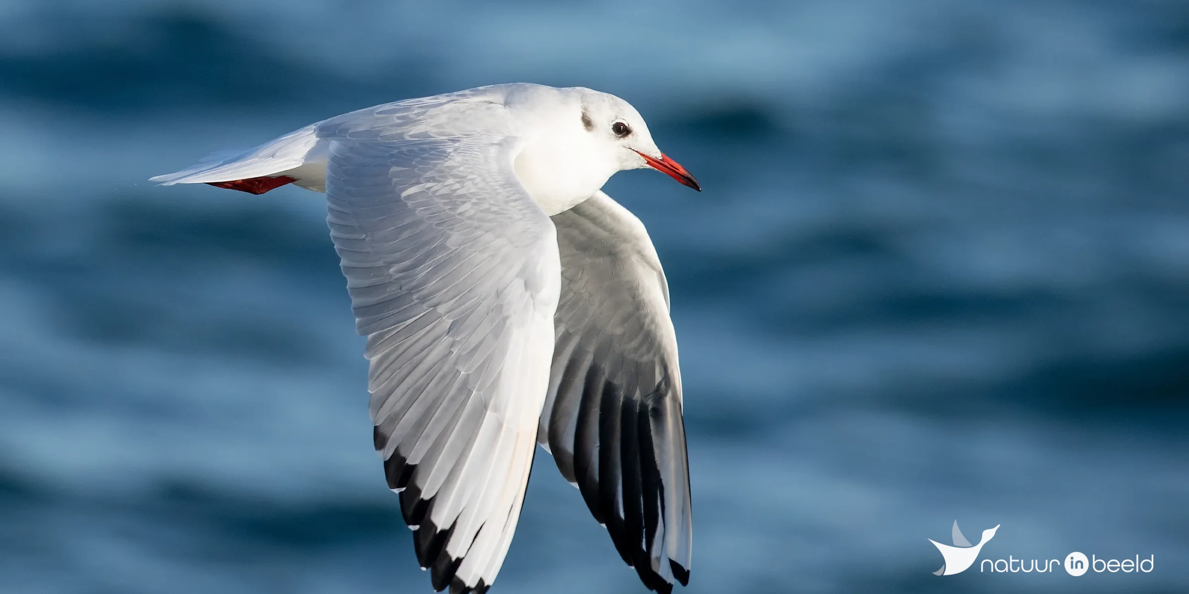 Kokmeeuw — natuurfoto van Johan van Beilen