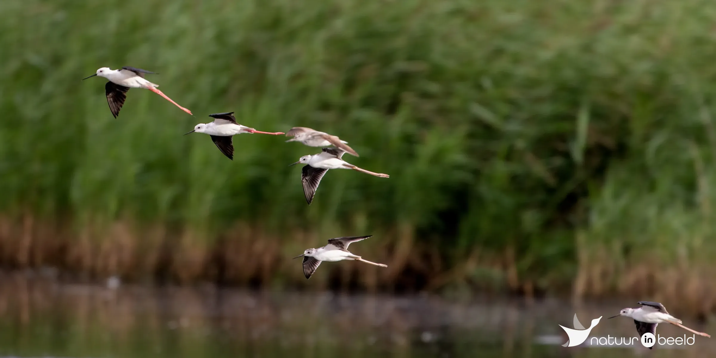 Steltkluten — natuurfoto van Johan van Beilen