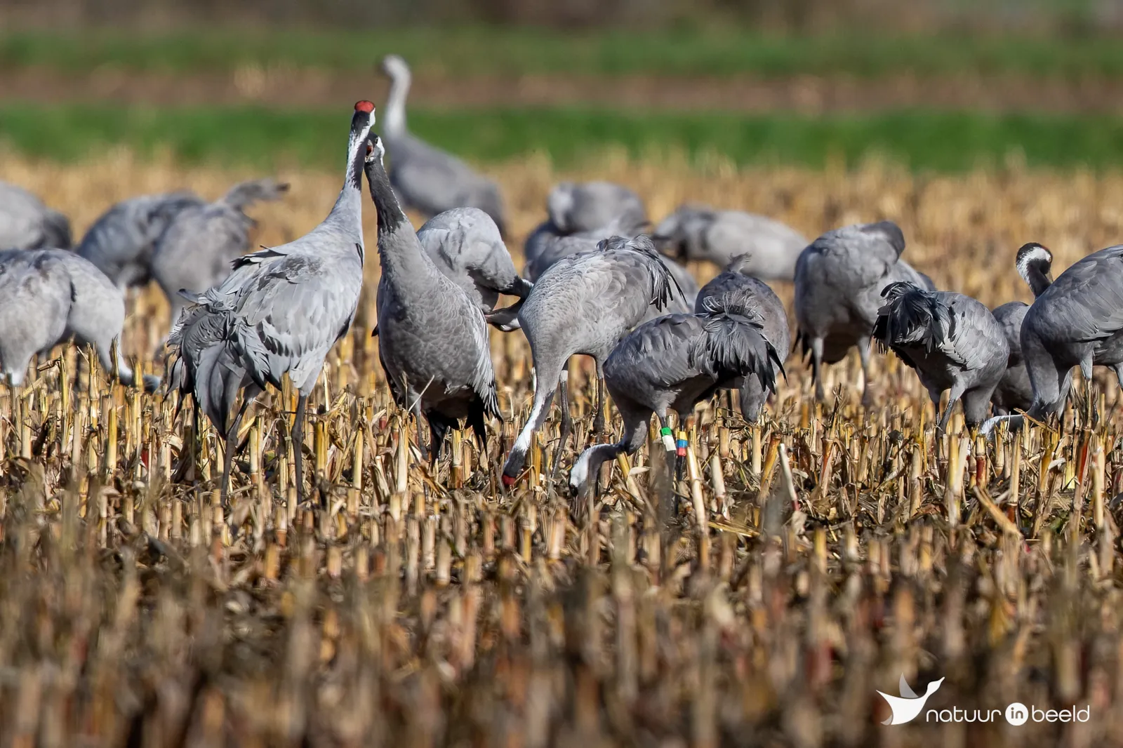 Kraanvogel met ringen — natuurfoto van Johan van Beilen