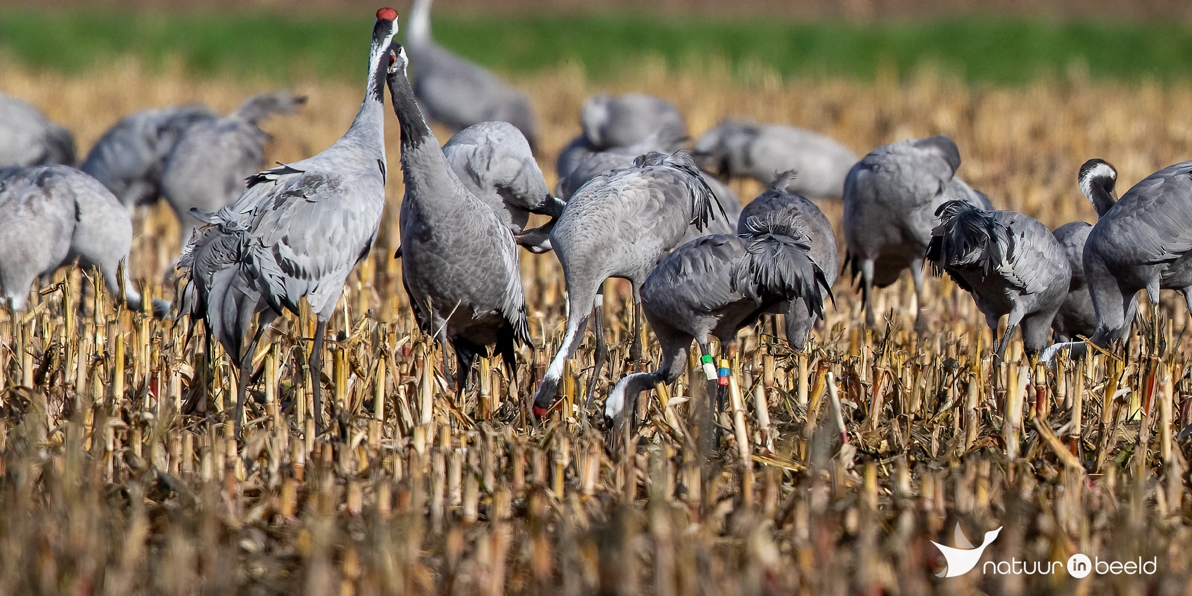 Kraanvogel met ringen — natuurfoto van Johan van Beilen