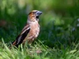 Appelvink