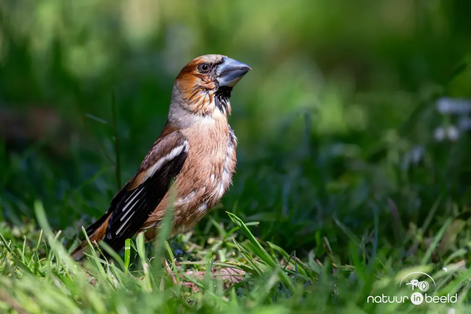 Appelvink