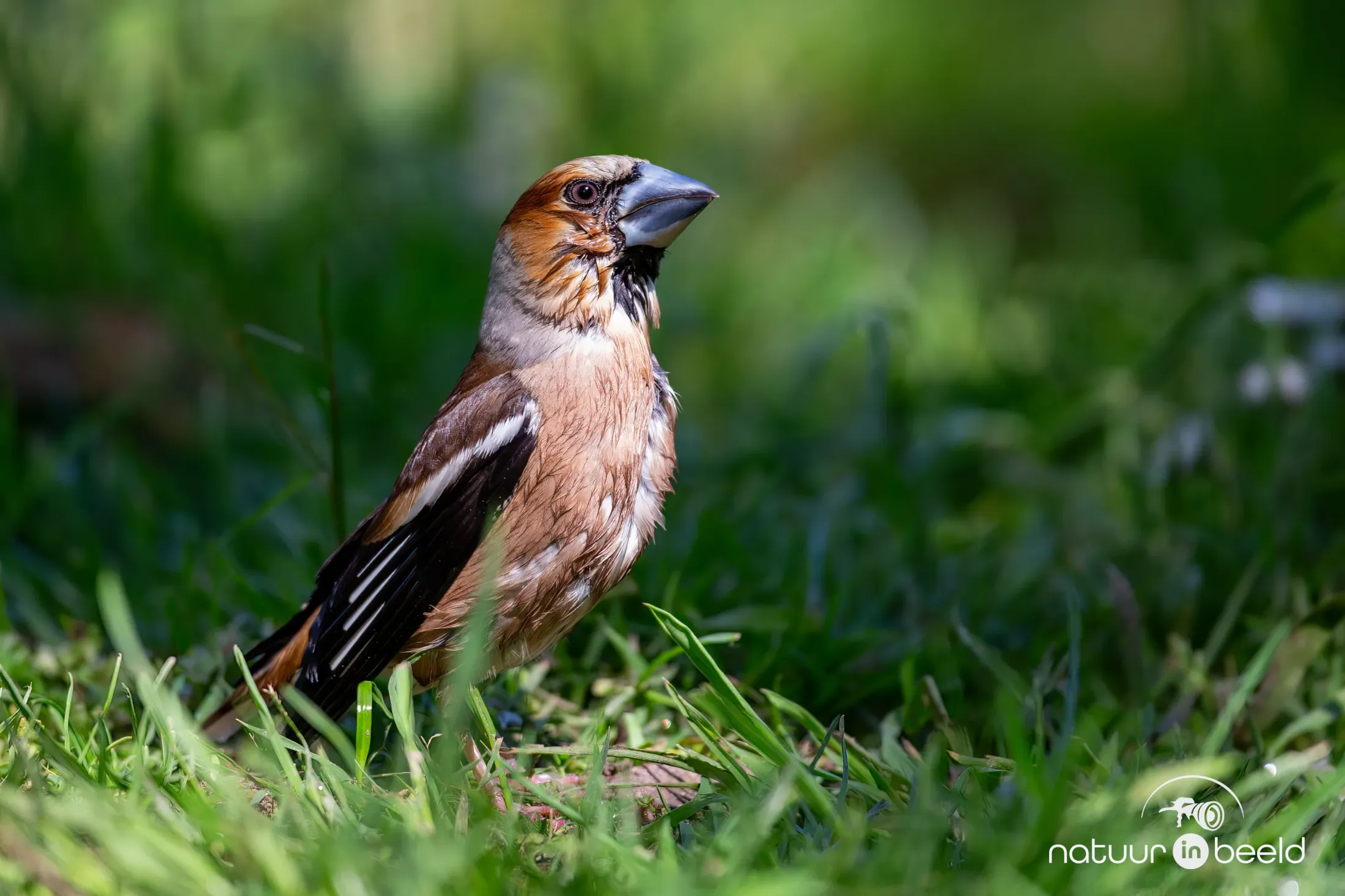 Appelvink