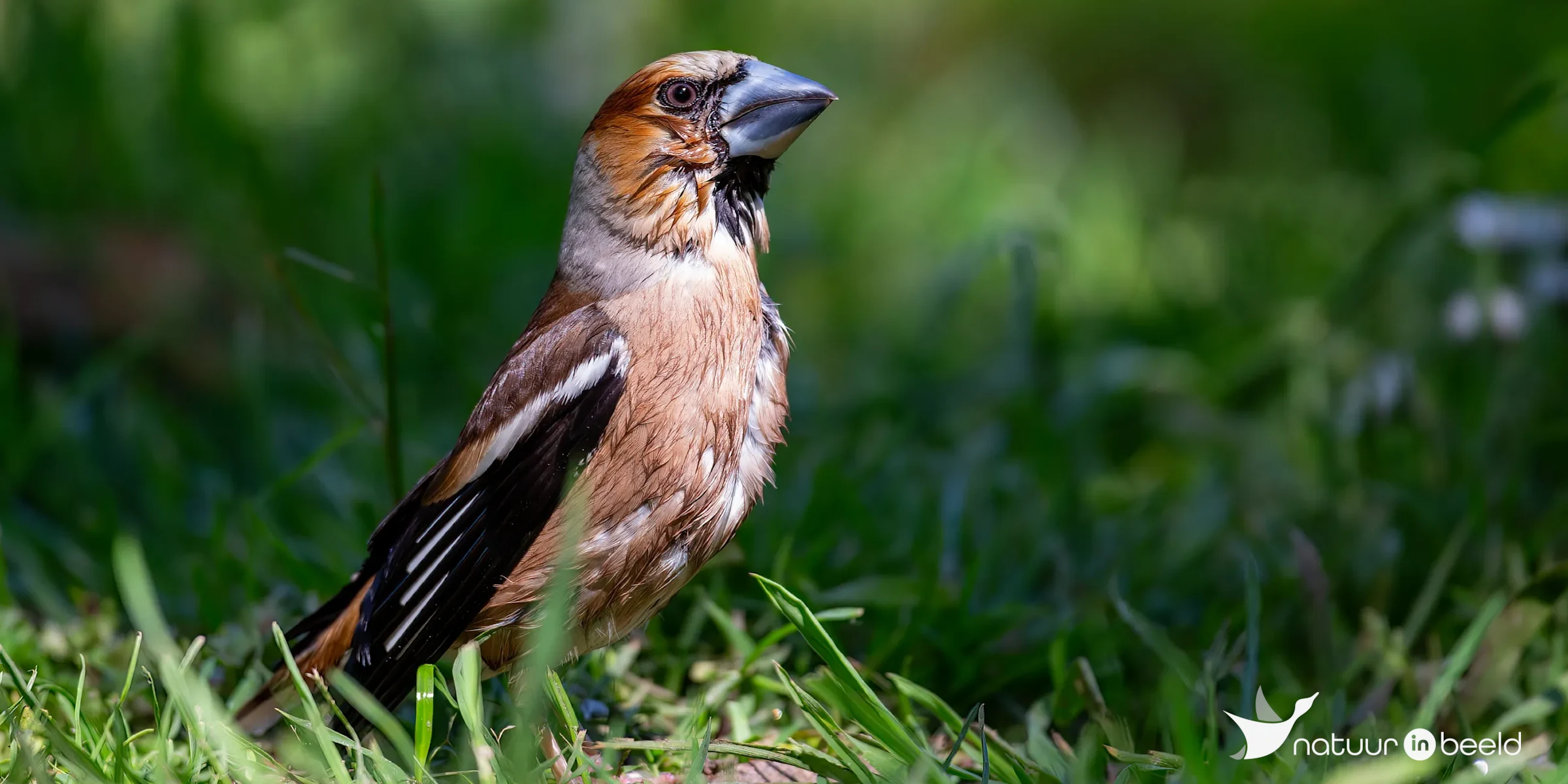 Appelvink