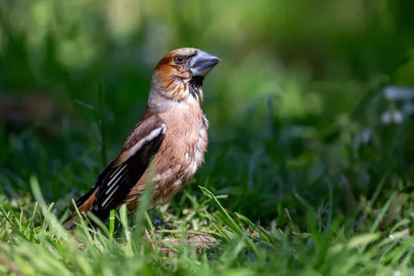Appelvink