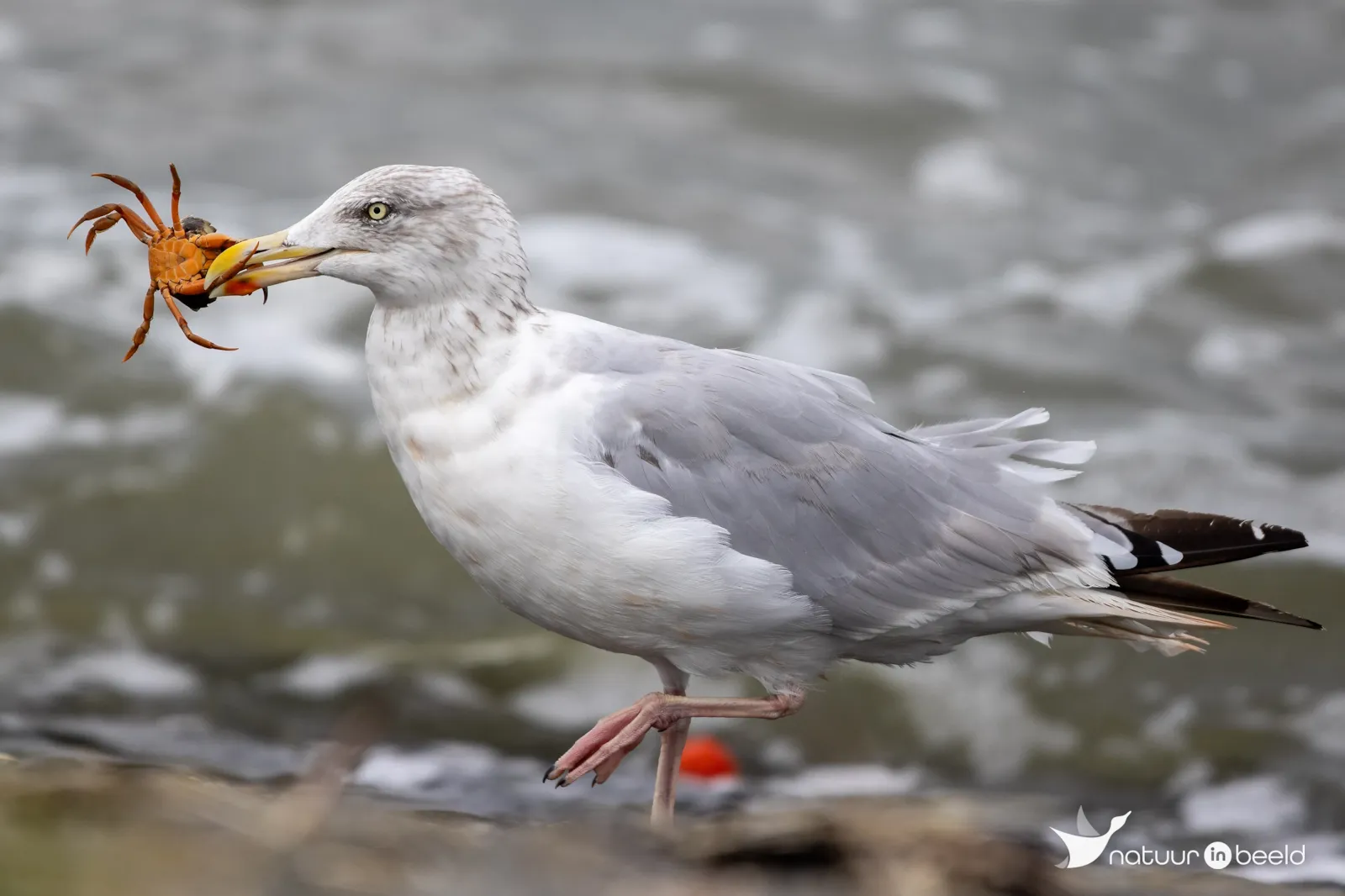Zilvermeeuw — natuurfoto van Johan van Beilen