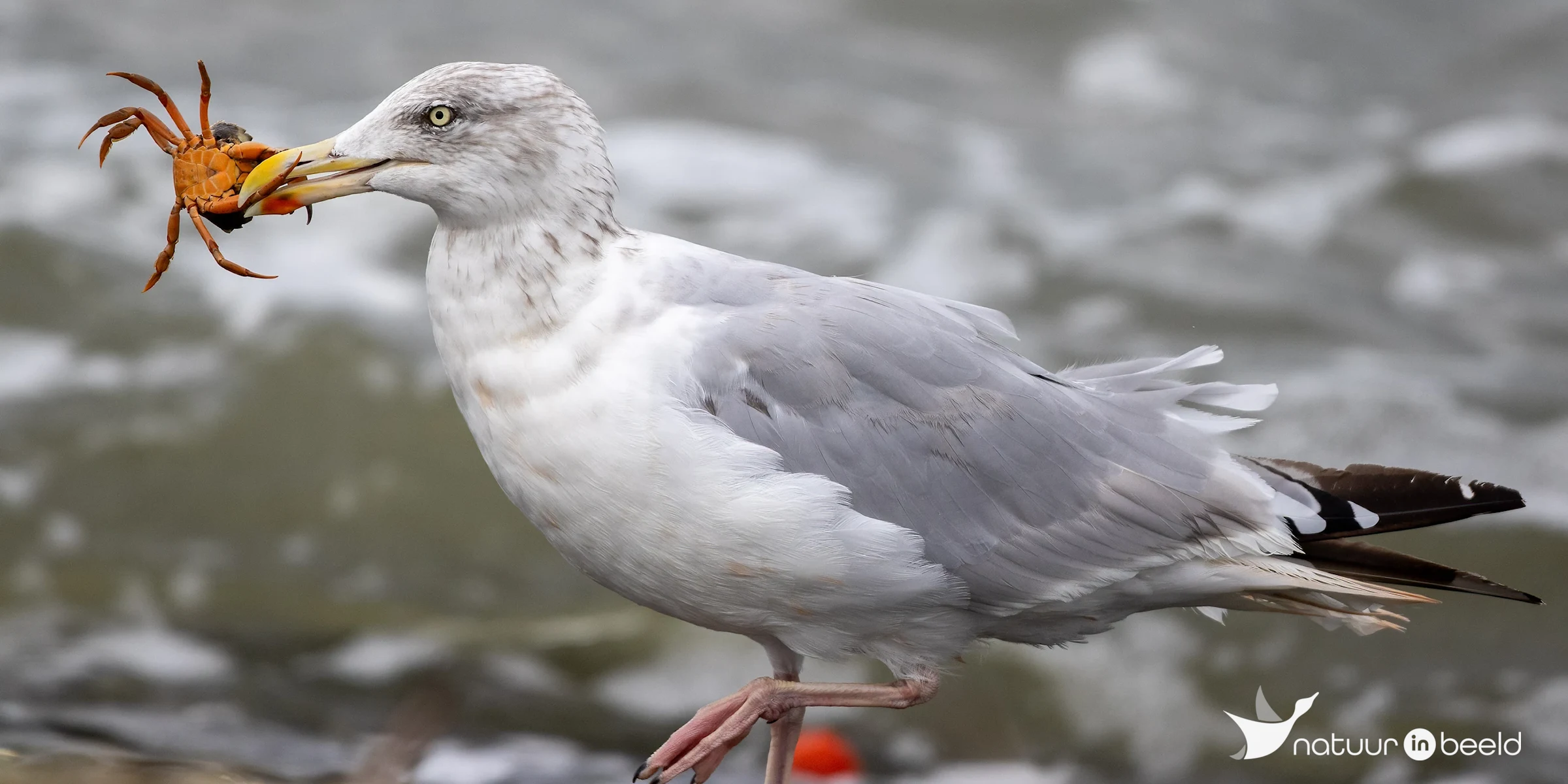 Zilvermeeuw — natuurfoto van Johan van Beilen