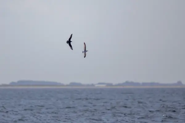 Kleine jager — natuurfoto van Johan van Beilen