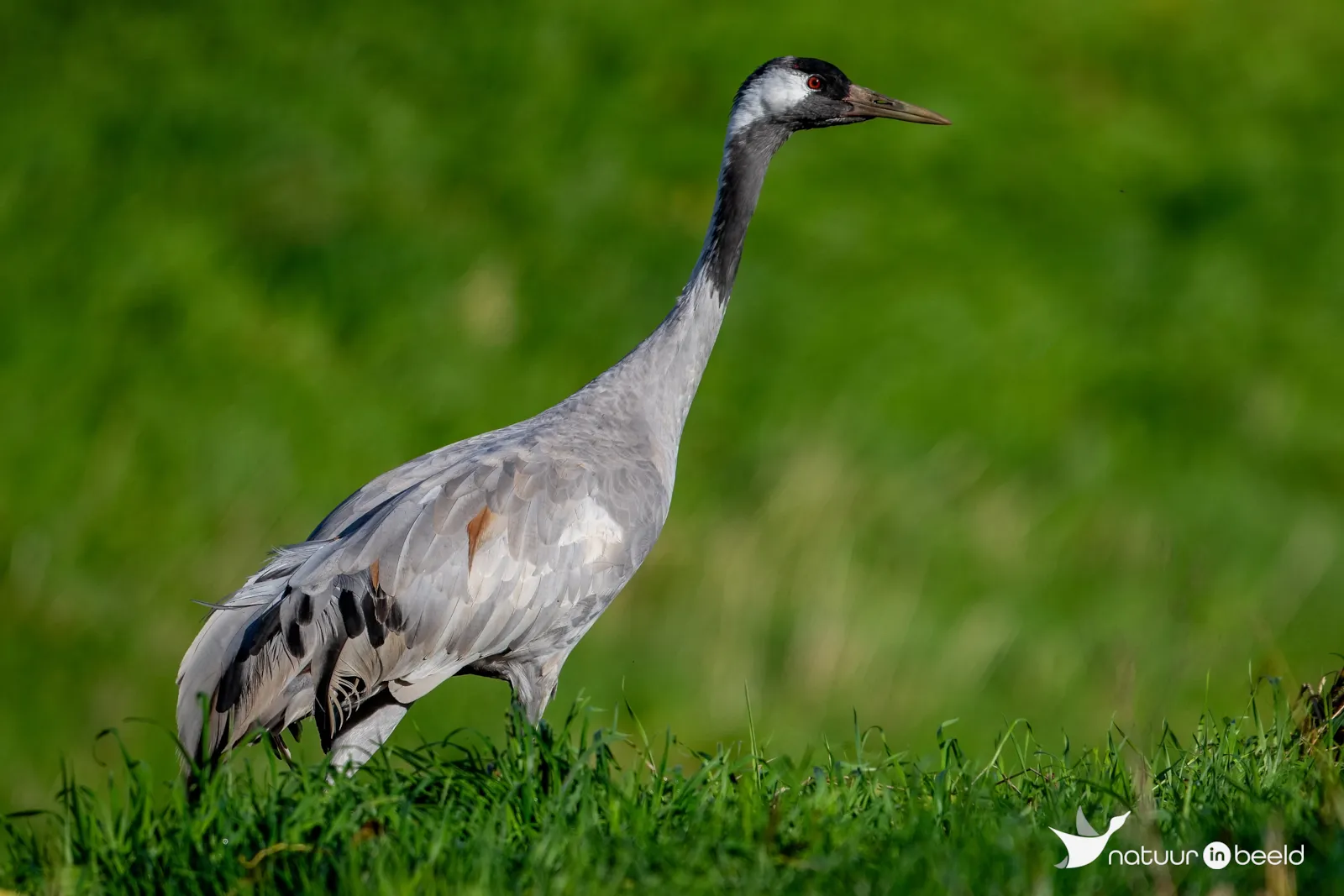 Kraanvogel bij Drebber — natuurfoto van Johan van Beilen