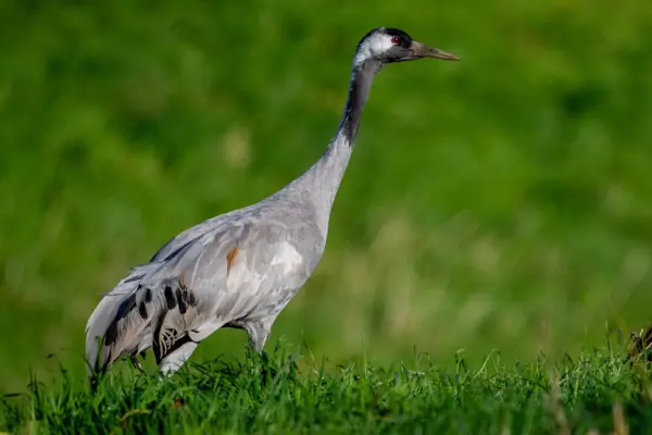 Kraanvogel bij Drebber