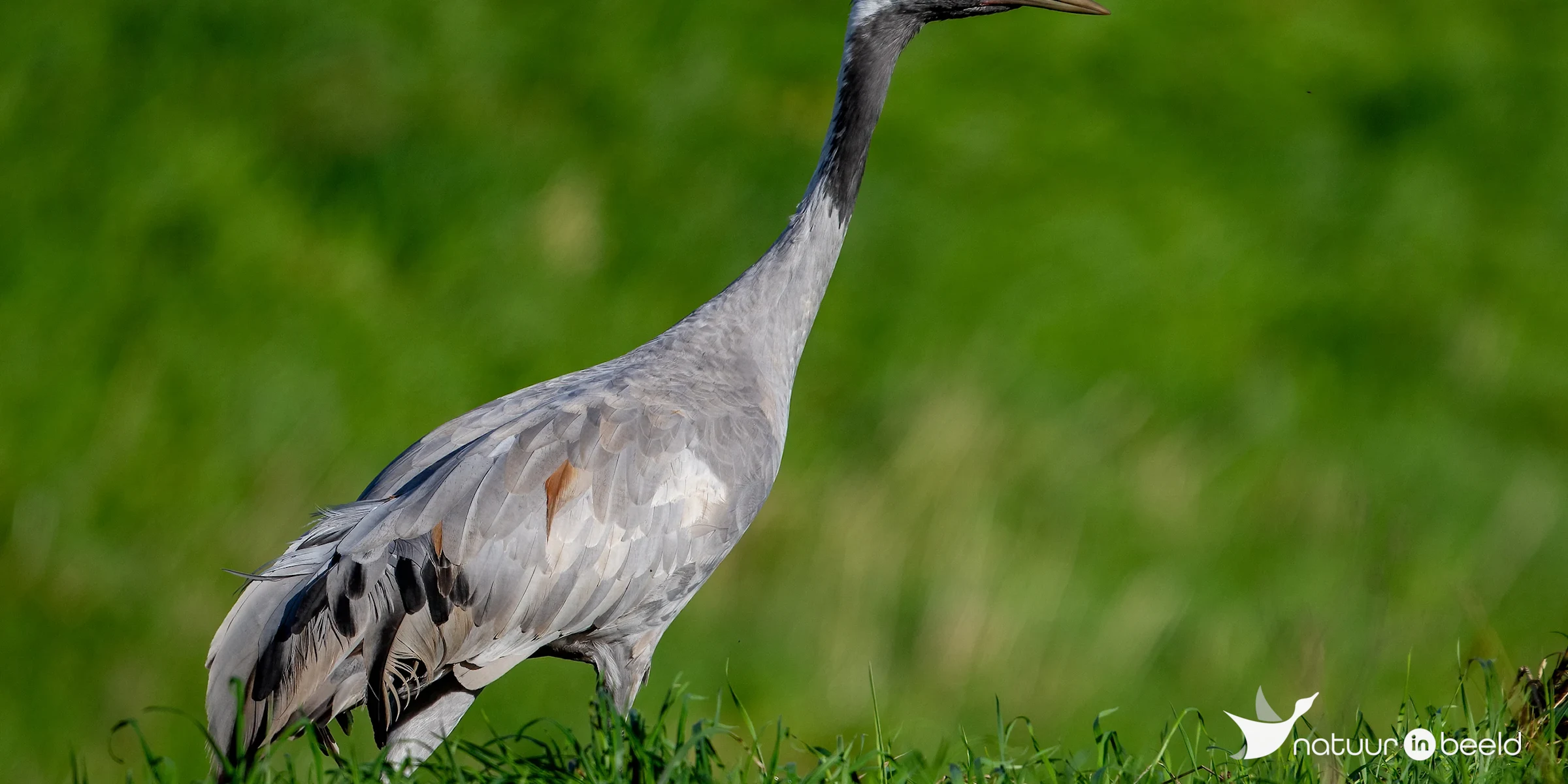 Kraanvogel bij Drebber — natuurfoto van Johan van Beilen