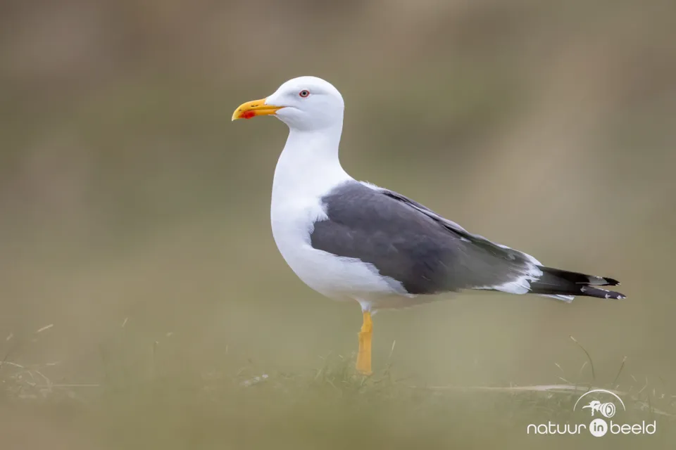 Kleine mantelmeeuw