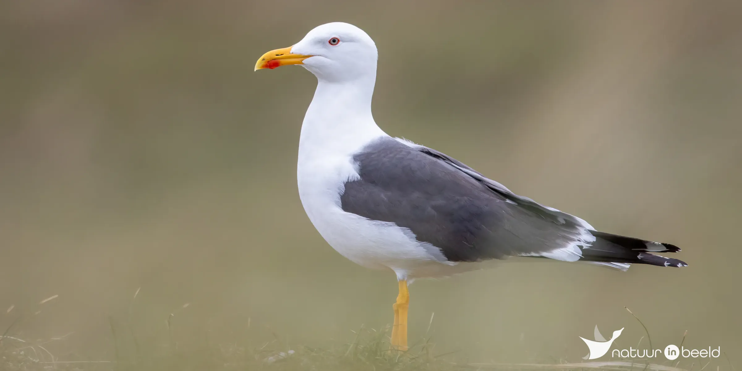 Kleine mantelmeeuw — natuurfoto van Johan van Beilen