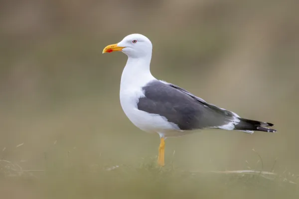 Kleine mantelmeeuw