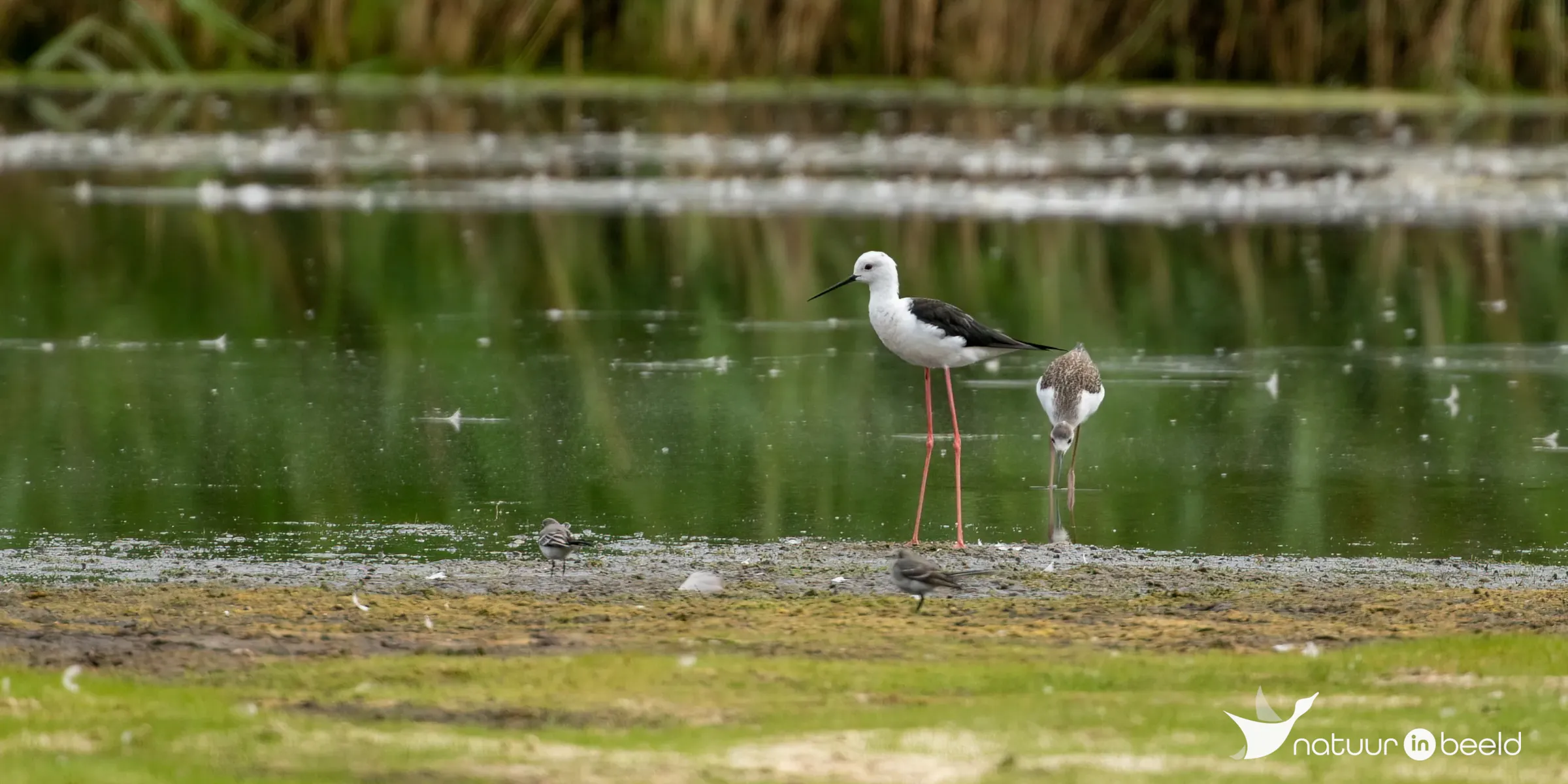 Steltkluut — natuurfoto van Johan van Beilen