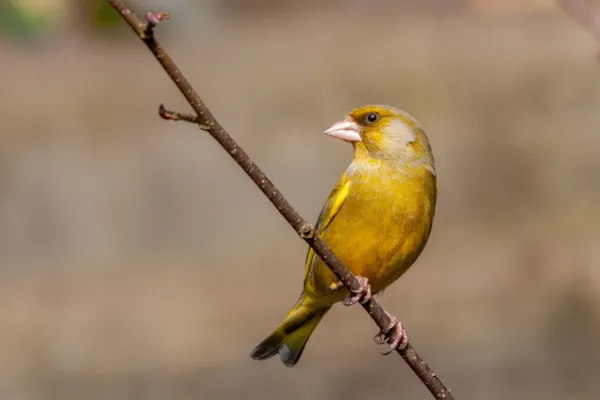 Groenling — natuurfoto van Johan van Beilen