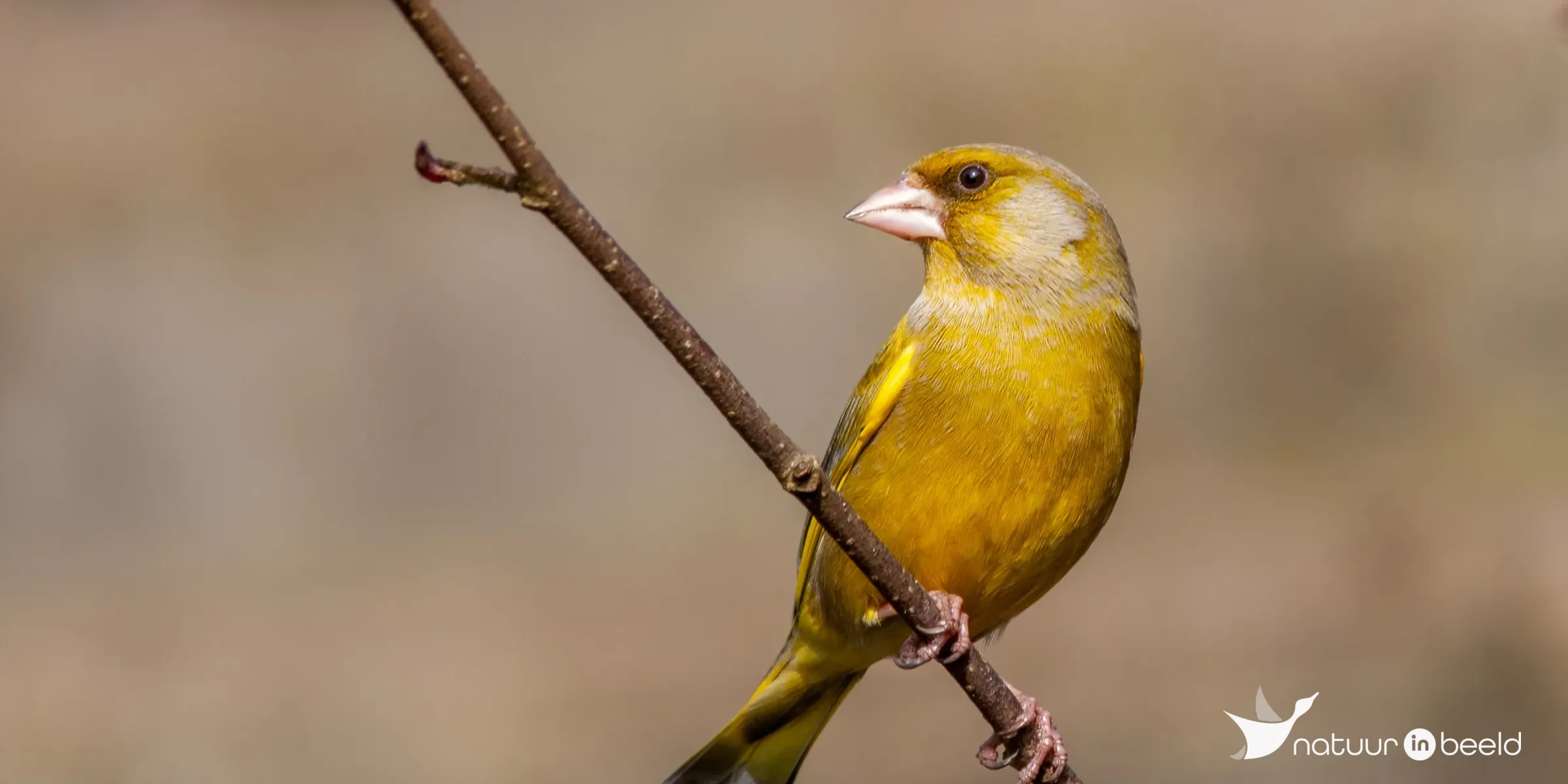 Groenling — natuurfoto van Johan van Beilen